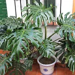 Πανσιόν El Patio Alhaurín de la Torre